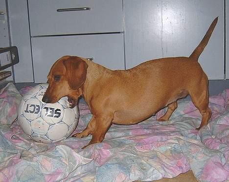 Gravhund Molly billede 5