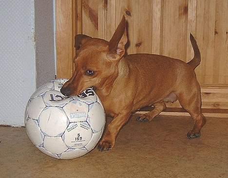 Gravhund Molly billede 6
