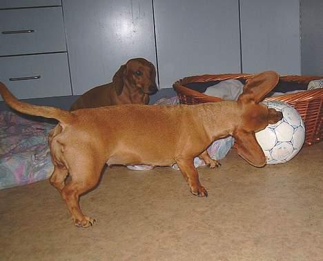 Gravhund Molly billede 7