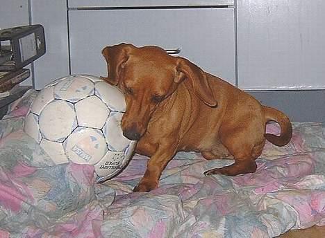 Gravhund Molly billede 8