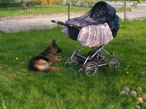 Schæferhund Ronja (2003-2010) billede 8