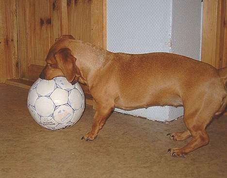 Gravhund Molly billede 9