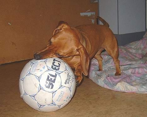 Gravhund Molly billede 10