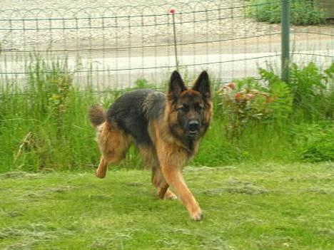Schæferhund Ronja (2003-2010) billede 9