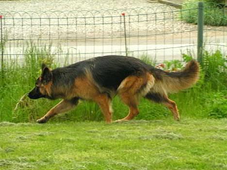 Schæferhund Ronja (2003-2010) billede 10