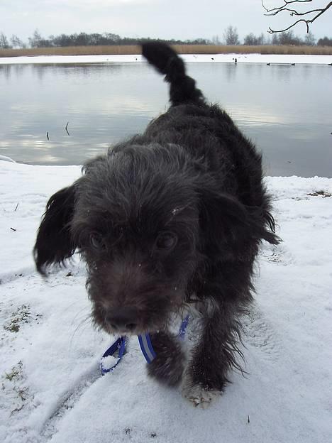 Blanding af racer Soffi - nååår putte hund ;p billede 1