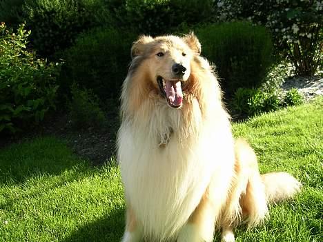 Collie langhåret Platon - Jeg er Platon - konge over haven... billede 1