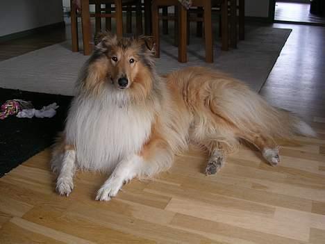 Collie langhåret Platon - Jeg kan godt lide at blive fotograferet billede 2