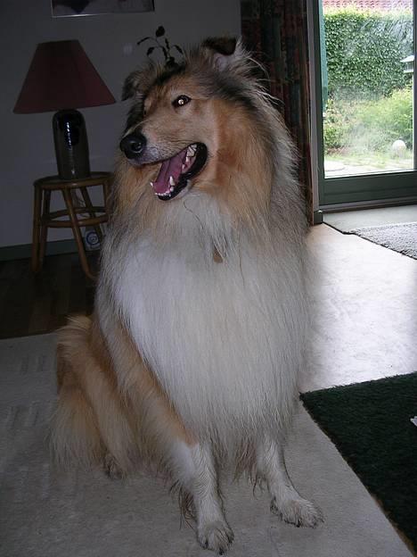 Collie langhåret Platon - Undskyld, jeg mistede lige koncentrationen billede 3