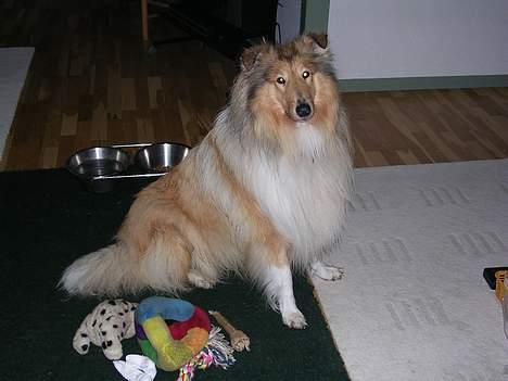 Collie langhåret Platon - Her er mit legetøj og min madskål. billede 4