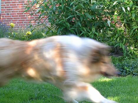 Collie langhåret Platon - Nogen har kastet min bold. Jeg må skynde mig at fange den... billede 5