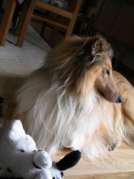 Collie langhåret Platon - Var det en lækker tæve, jeg så gå forbi vinduet? billede 6