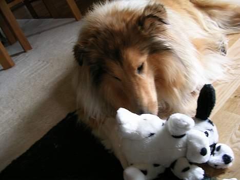 Collie langhåret Platon - Mit nye legetøj er bare skønt... billede 7