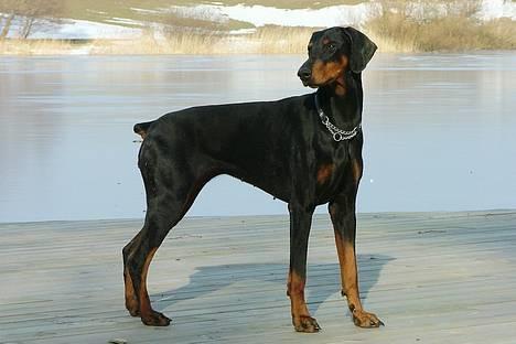 Dobermann Neckelmanns Shiva *RIP* - Marts 2005... billede 8