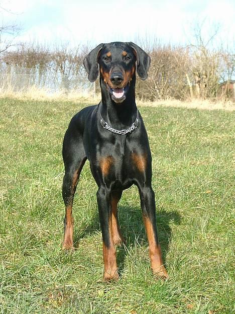 Dobermann Neckelmanns Shiva *RIP* - Februar 2005...  billede 9
