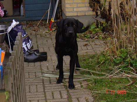 Blanding af racer sally - VELKOMMEN billede 1