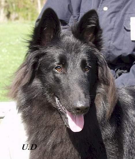 Groenendael Magnus - Magnus´ hoved! Fra roskilde dyreskue! billede 1