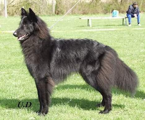 Groenendael Magnus - Magnus, fra Roskilde Dyreskue! billede 2