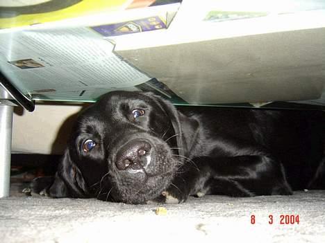 Blanding af racer sally - næææ er der også en god bid under bordet billede 2