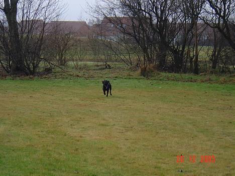 Blanding af racer sally - nu kommer jeg og tar dig billede 3