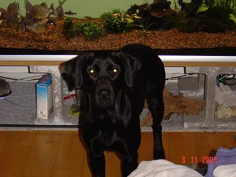 Blanding af racer sally - har du flere god bidder billede 4