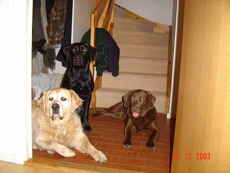 Blanding af racer sally - hvad bliver der mon lavet i køkkenet billede 5