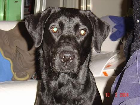 Blanding af racer sally - hej nu er jeg klar til at lege igen billede 6