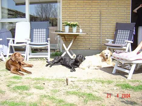 Blanding af racer sally - hæj ingen billeder tak vi ligger og tager en slapper i solen (venstre "lillebror" Samba, højre"storebror" tango billede 13