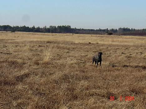 Blanding af racer sally - ååååhh her er så skønt på heden billede 10
