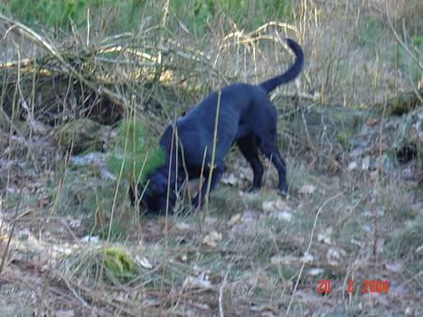 Blanding af racer sally - gemmer der mon sig en lille mus der nede billede 7