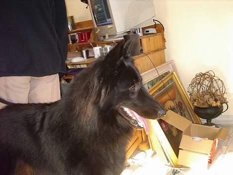 Groenendael Magnus billede 3