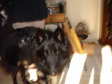 Groenendael Magnus billede 4