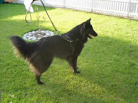 Groenendael Magnus billede 5