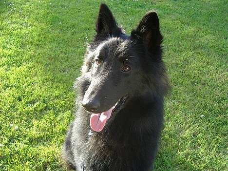 Groenendael Magnus billede 6