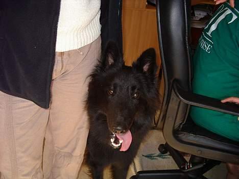 Groenendael Magnus billede 7