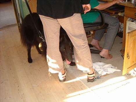 Groenendael Magnus billede 8