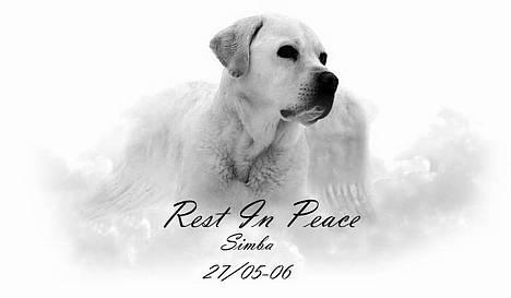 Labrador retriever Simba - død. 27/05-06 billede 1
