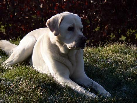 Labrador retriever Simba - død. 27/05-06 billede 2
