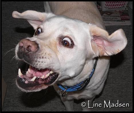 Labrador retriever Simba - død. 27/05-06 billede 3