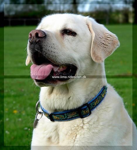 Labrador retriever Simba - død. 27/05-06 billede 4