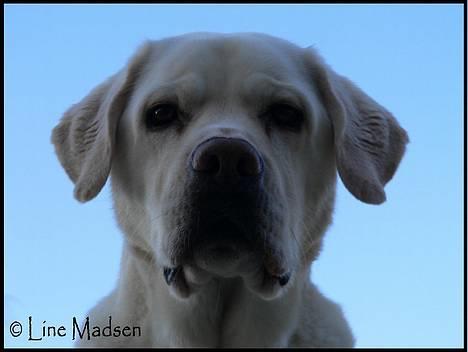 Labrador retriever Simba - død. 27/05-06 billede 5
