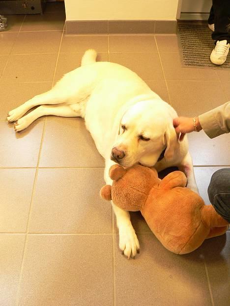 Labrador retriever Simba - død. 27/05-06 - Kort efter dette billed blev taget, måtte vi sige farvel til vores elskede ven gennem 8 år :´( billede 6