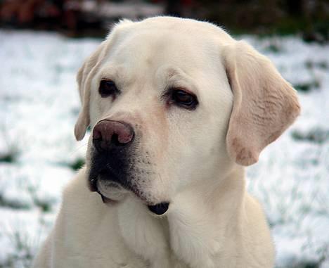 Labrador retriever Simba - død. 27/05-06 billede 8