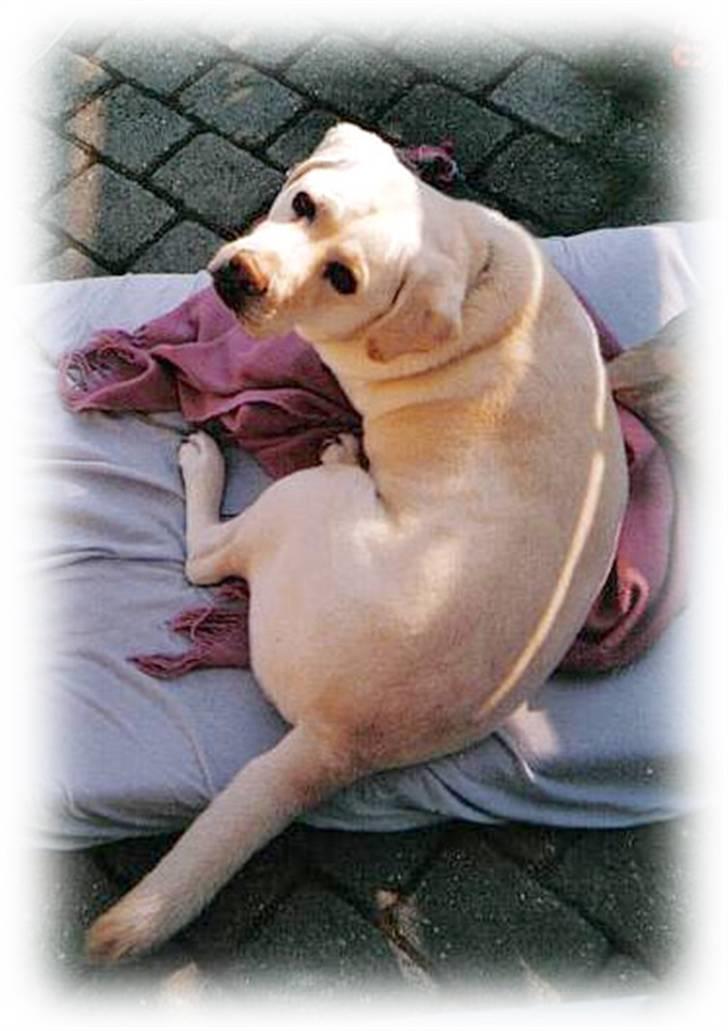 Labrador retriever Simba - død. 27/05-06 - simba... billede 9