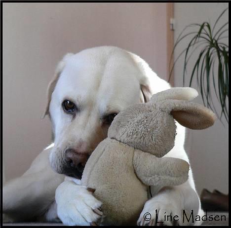 Labrador retriever Simba - død. 27/05-06 billede 7
