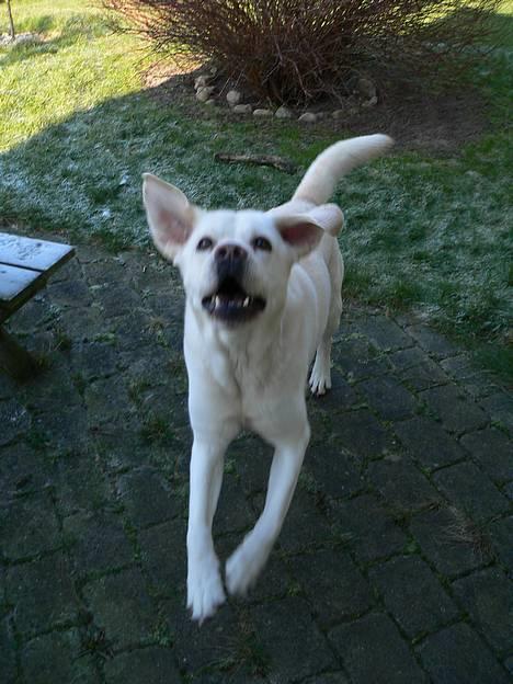 Labrador retriever Simba - død. 27/05-06 billede 10