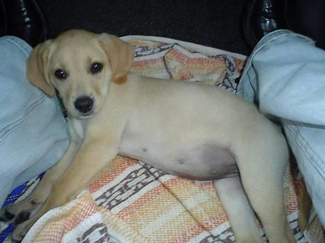 Labrador retriever Nala - gab jeg er træt... det er hårdt og være hvalp billede 2