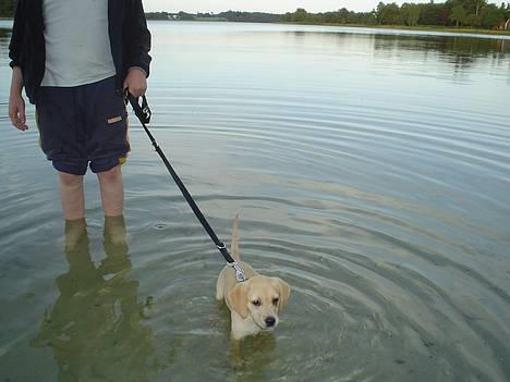 Labrador retriever Nala - ih.. en kæmpe vandskål.... jubiiii billede 4