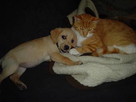 Labrador retriever Nala - leger lige med tiger... billede 5