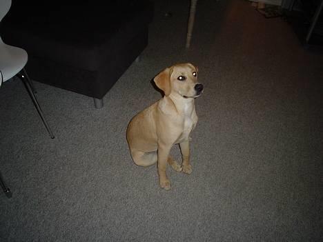 Labrador retriever Nala billede 7